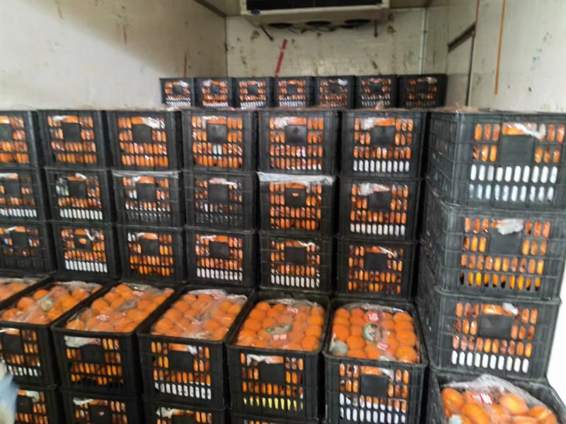 脐橙湖南纽荷尔脐橙价格实惠欢迎联系供全国市场批发