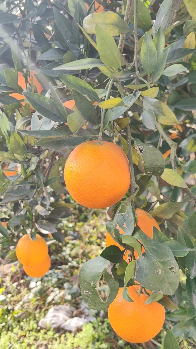 纽荷尔脐橙/长虹圆红/颜色火红，口感纯甜细腻，汁水充足