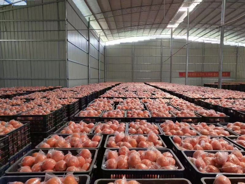 脐橙湖南纽荷尔脐橙价格实惠欢迎联系供全国市场批发