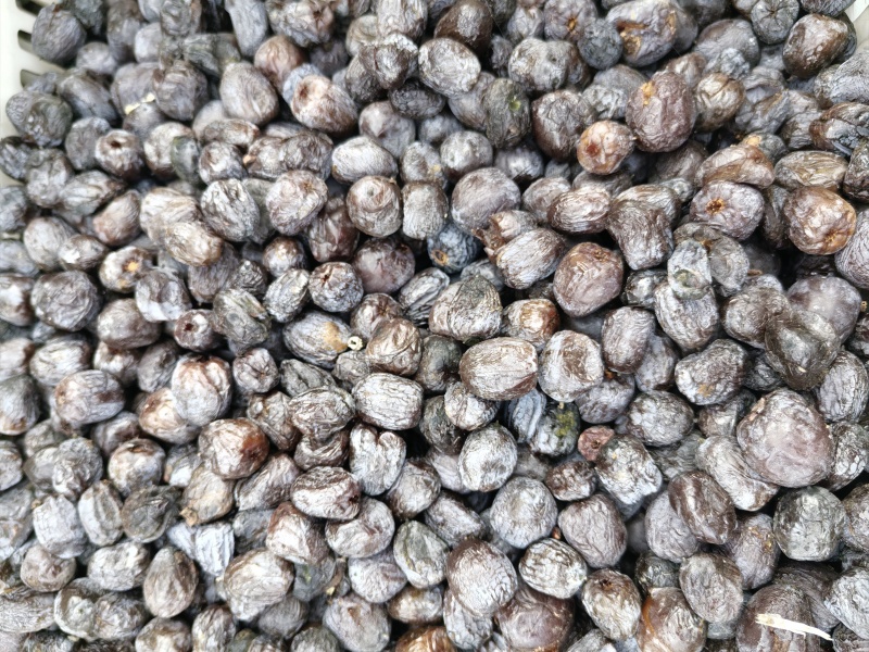黑枣