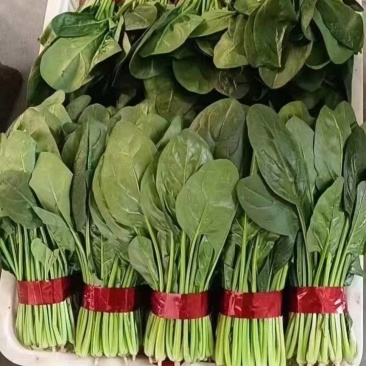 高端市场专用菠菜