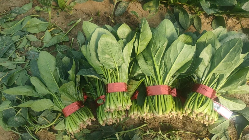高端市场专用菠菜