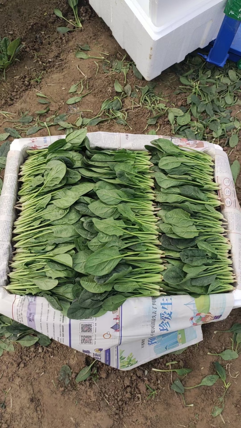 高端市场专用菠菜