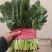 高端市场专用菠菜