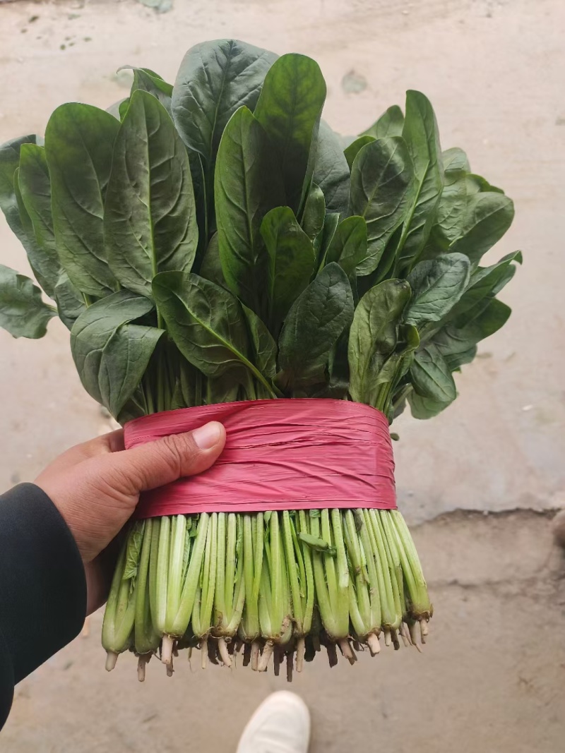 高端市场专用菠菜