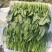 高端市场专用菠菜