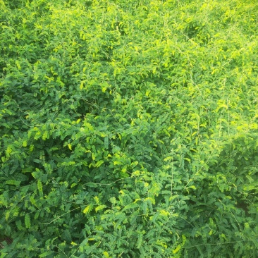 药用相思藤鲜货相思藤叶宜得宝农业基地直销欢迎大家来采购