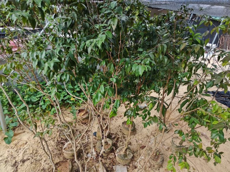 嘉宝果苗，沙巴、早生，小苗、中苗、大苗全都有，底价批发！