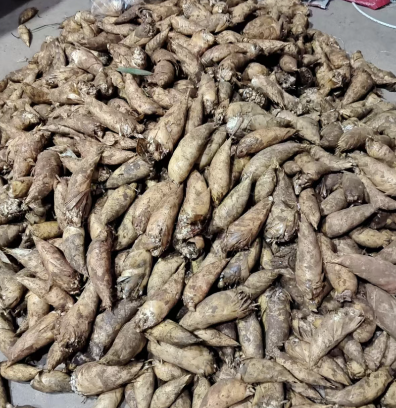 高山黄泥冬笋大量供应，货源充足，欢迎咨询联系四川产地直发