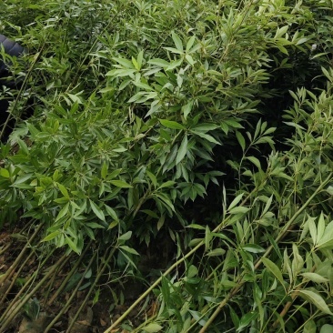 大量出售金丝楠木营养杯苗