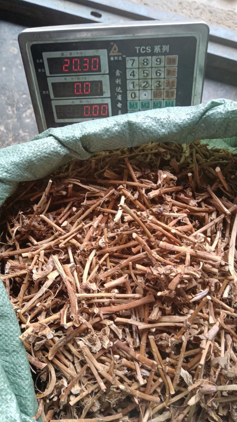 春砂仁根