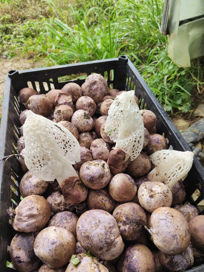 红托竹荪蛋