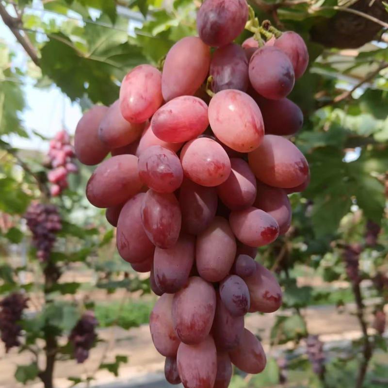 河北嫦娥指葡萄苗