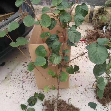 翠香猕猴桃一公分起步苗