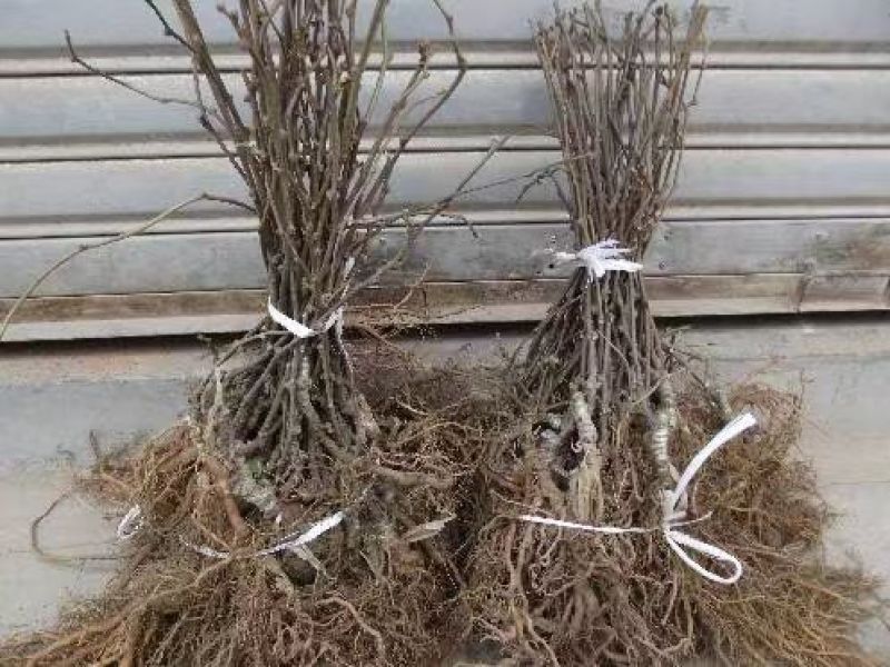 翠香猕猴桃一公分起步苗
