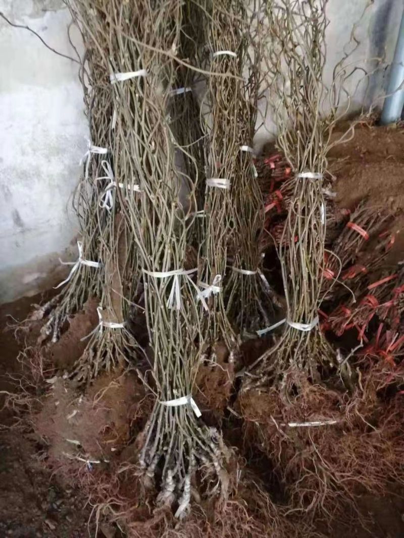 翠香猕猴桃一公分起步苗