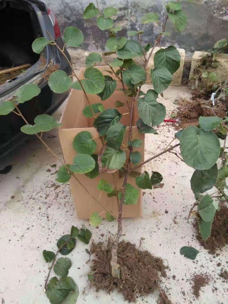翠香猕猴桃一公分起步苗