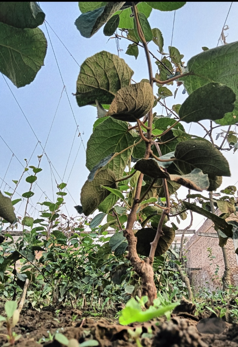 翠香猕猴桃一公分起步苗