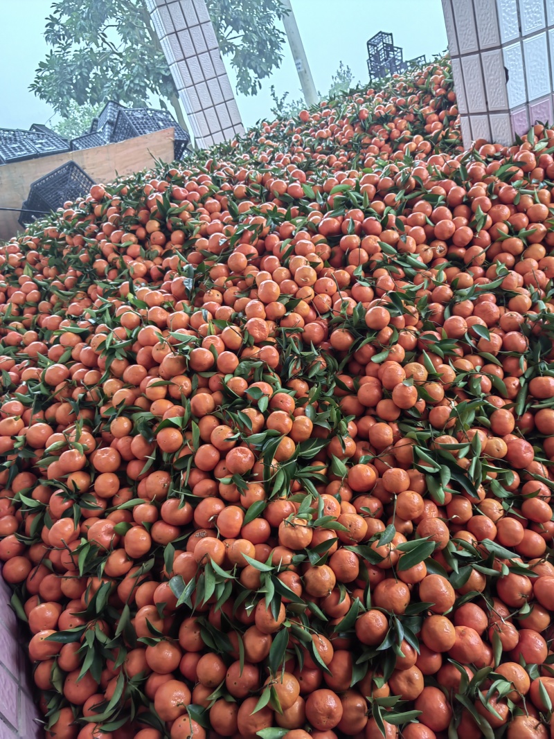 万州红橘，古红菊产地直销，有市场的老板。看过来，货源充足