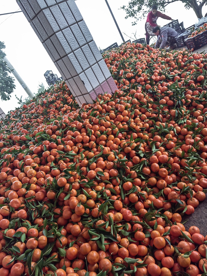 万州红橘，古红菊产地直销，有市场的老板。看过来，货源充足