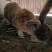 我场出售猎豹兔欢迎大家前来选购