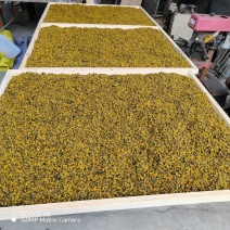 野菊花
