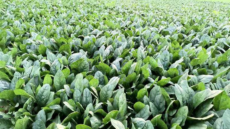 泼菜大量上市质量三保欢迎新老客户一次合作永久朋友