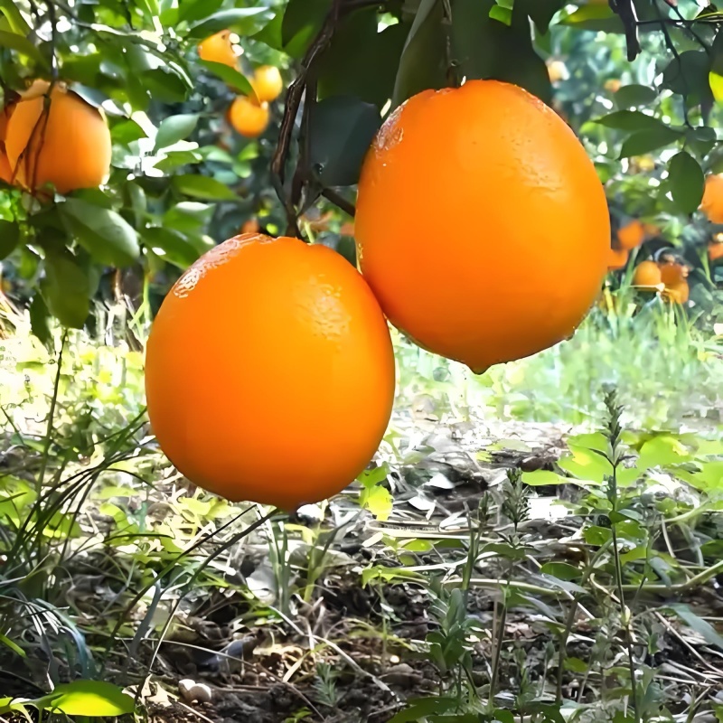 爱嫒38/果冻橙/爆汁橙水分足/入口化渣现摘现发一手货源