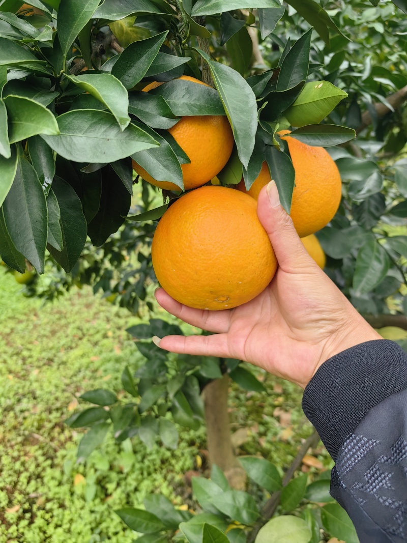 爱嫒38/果冻橙/爆汁橙水分足/入口化渣现摘现发一手货源