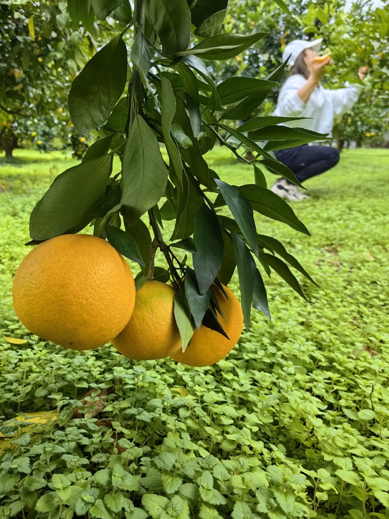爱嫒38/果冻橙/爆汁橙水分足/入口化渣现摘现发一手货源