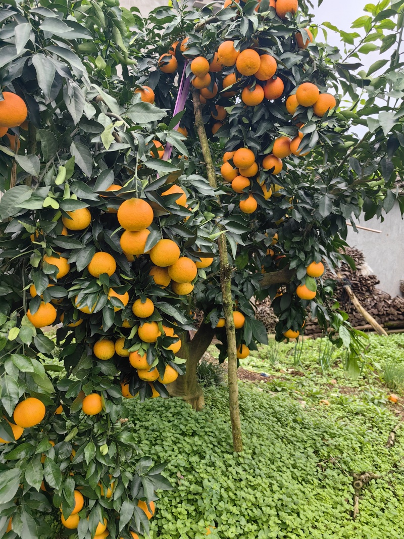 爱嫒38/果冻橙/爆汁橙水分足/入口化渣现摘现发一手货源