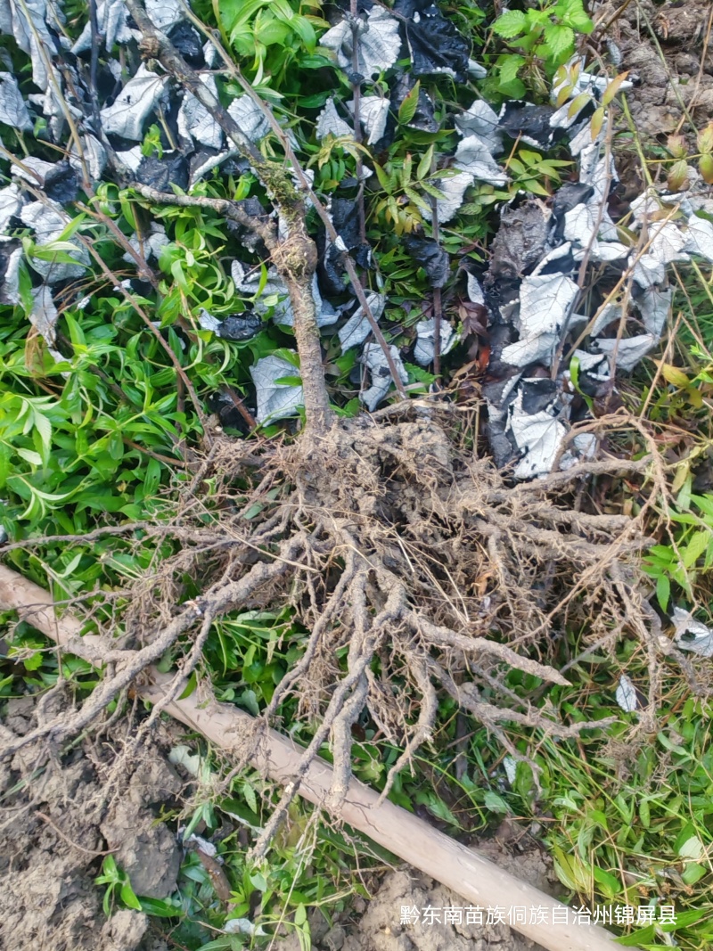 布福娜大苗