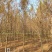 10-18水杉大量供应水杉树，杆直冠圆，支持线上保障交易