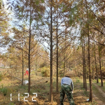 10-18水杉大量供应水杉树，杆直冠圆，支持线上保障交易