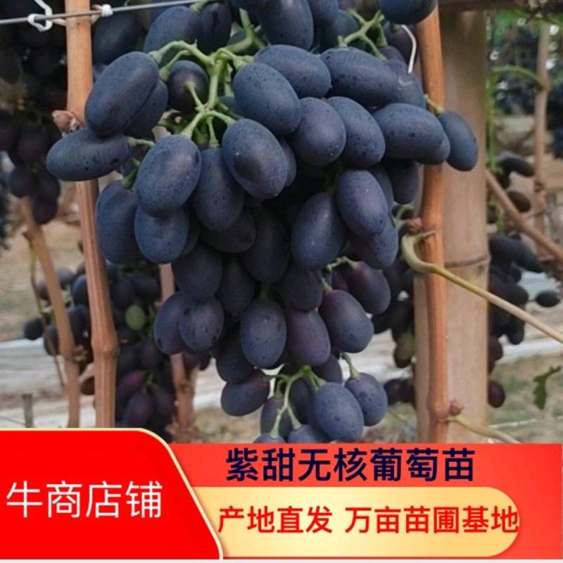 紫甜无核葡萄苗保证质量成活率好高产抗病能力强