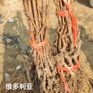 河北维多利亚葡萄苗基地直发保证品种