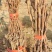 河北维多利亚葡萄苗基地直发保证品种
