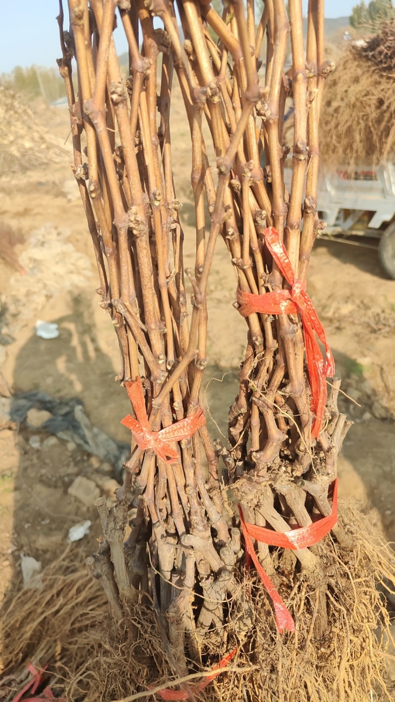 河北维多利亚葡萄苗基地直发保证品种