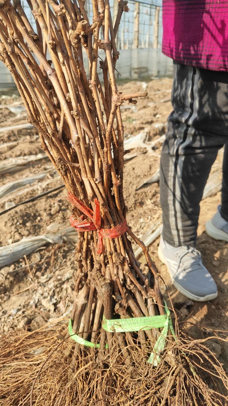 河北维多利亚葡萄苗基地直发保证品种
