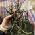 架豆王干豆角脱水干豆角一级二级三级规格齐全价格实惠欢迎