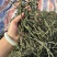 架豆王干豆角脱水干豆角一级二级三级规格齐全价格实惠欢迎