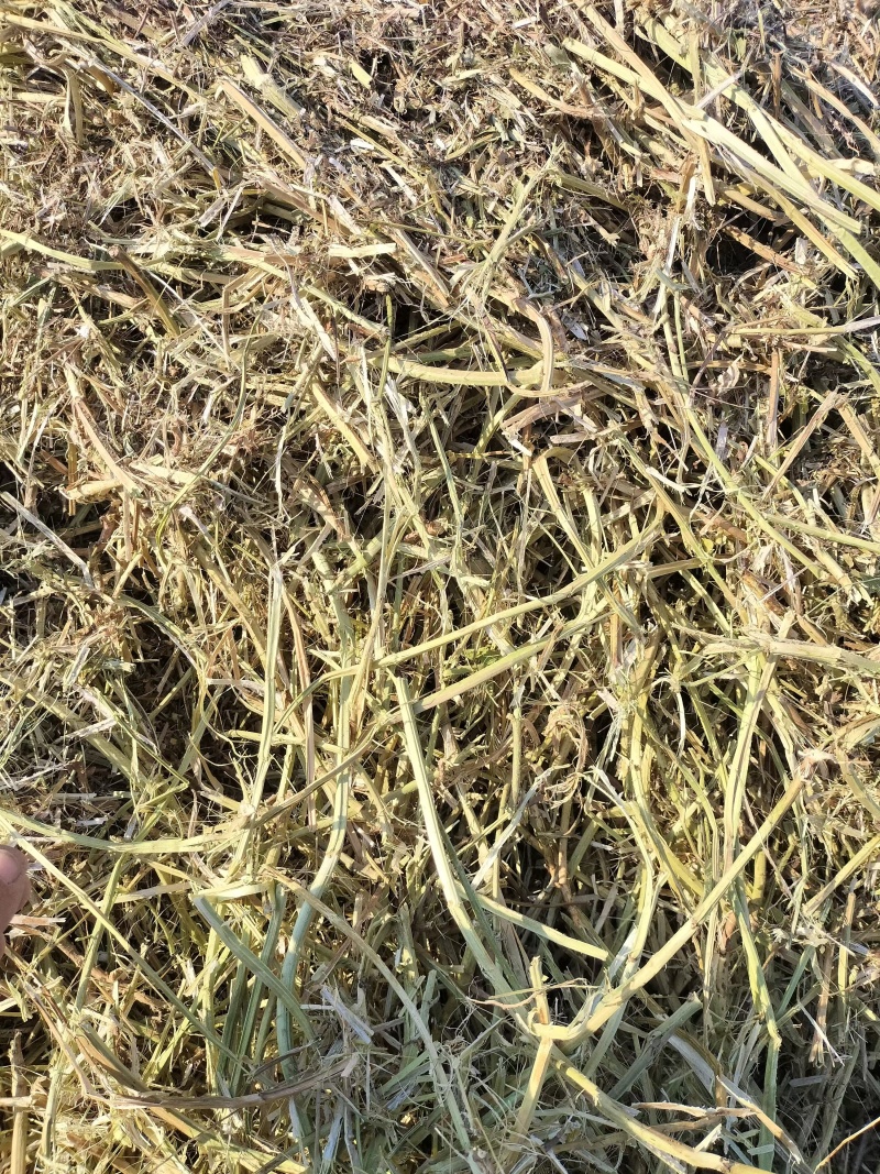 【精品花生秧】河南正阳产地直发一手货源质量上乘欢迎订购