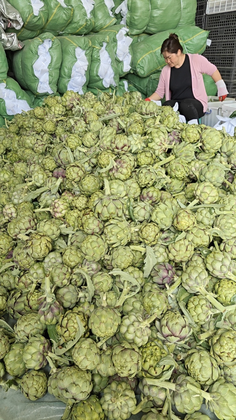 新鲜朝鲜蓟和晒干花苞枝叶批发