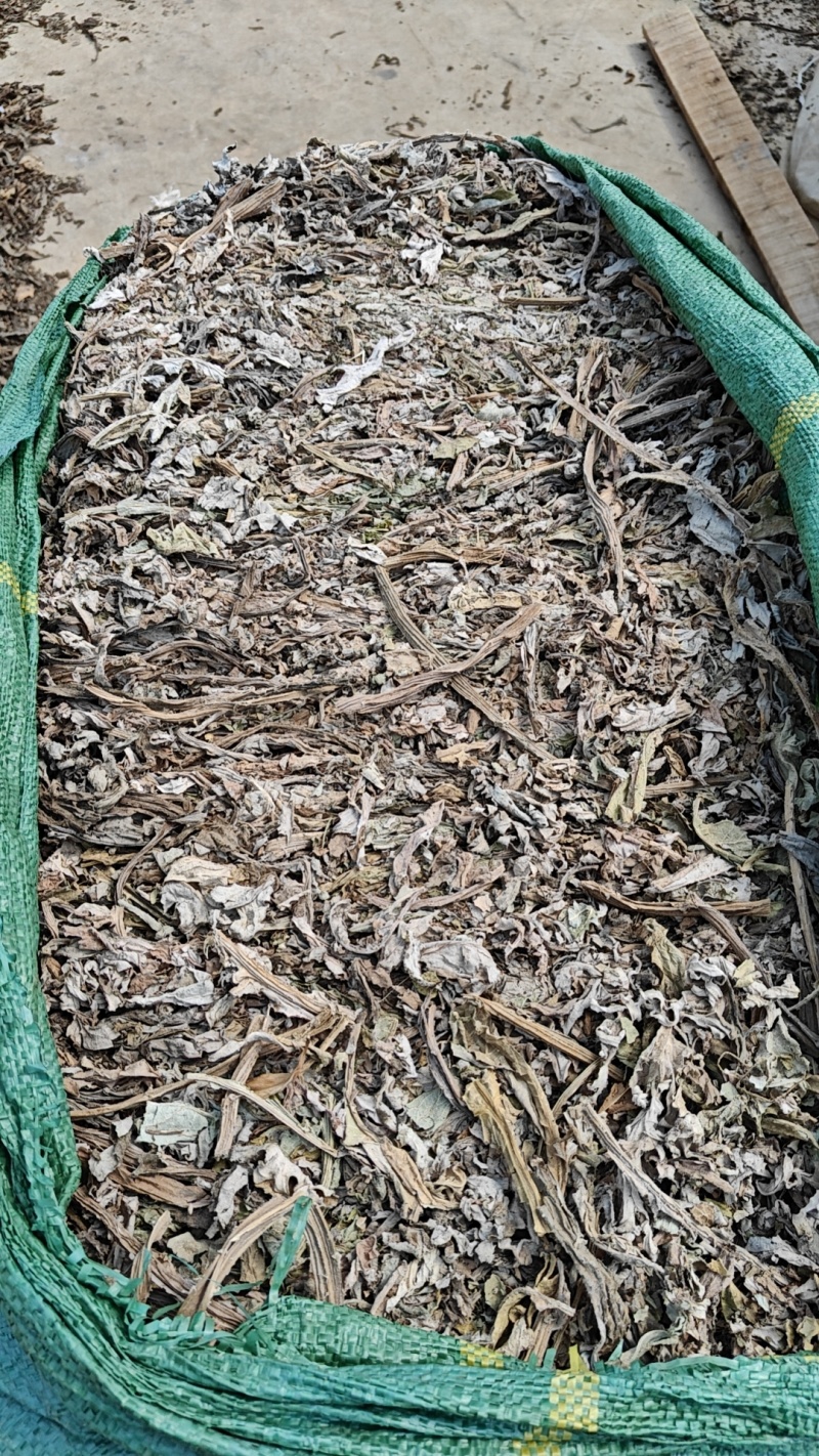 新鲜朝鲜蓟和晒干花苞枝叶批发