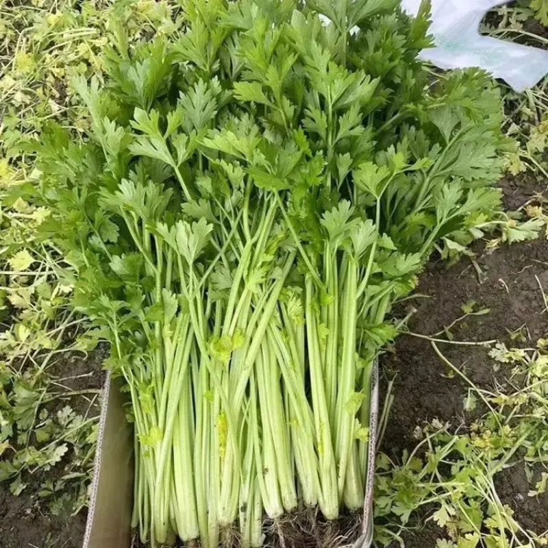 山东聊城香芹精品香芹供应全国电商市场可视频看货