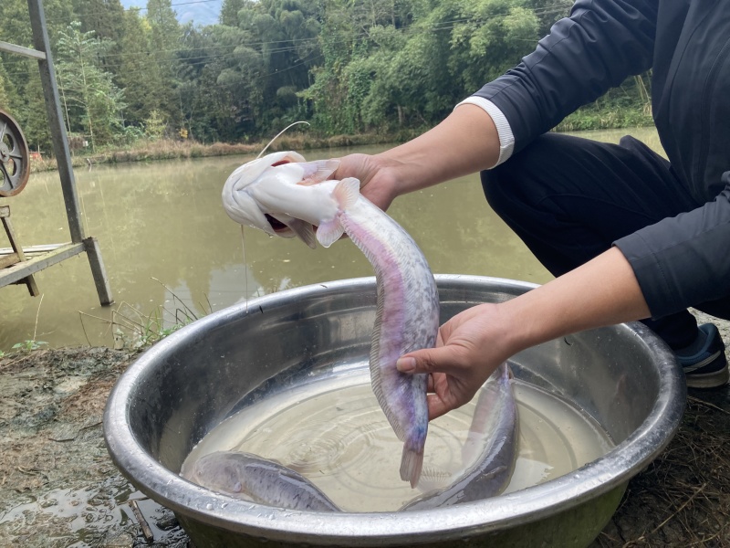 山泉水养殖品质大口鲶，2斤左右/尾，肉质Q弹，清蒸都无土腥味