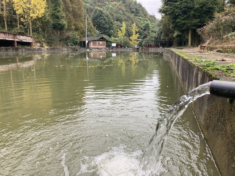 山泉水养殖品质大口鲶，2斤左右/尾，肉质Q弹，清蒸都无土腥味