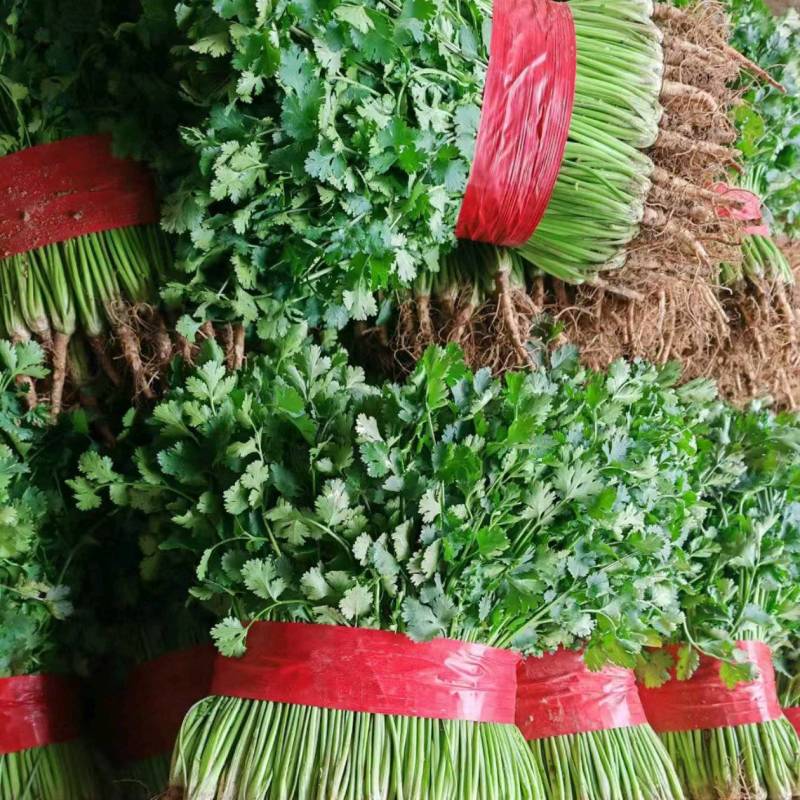 精品铁杆青香菜供应电商市场社区团购可视频看货