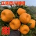 【推荐】四川椪柑（芦柑）量大从优保质保量现摘现发对接全国
