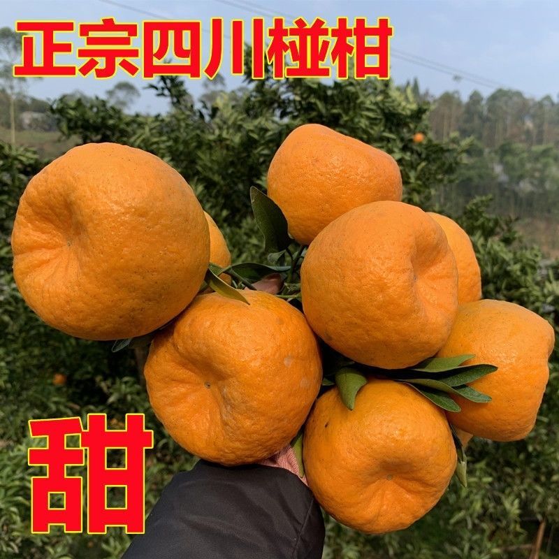 【推荐】四川椪柑（芦柑）量大从优保质保量现摘现发对接全国
